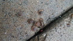 Polygyra