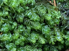 Plagiochila porelloides
