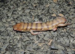 Eremiascincus richardsonii