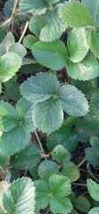 Fragaria