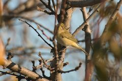 Phylloscopus