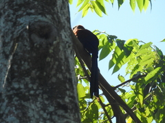 Rhamphococcyx calyorhynchus