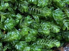 Plagiochila porelloides