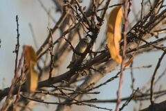 Phylloscopus
