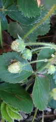 Fragaria