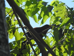 Rhamphococcyx calyorhynchus