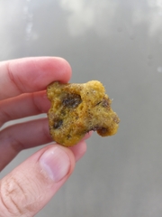 Colpomenia tuberculata