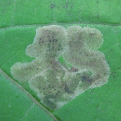 Amauromyza pleuralis