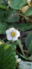 Fragaria