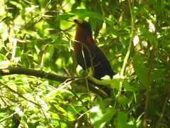 Rhamphococcyx calyorhynchus