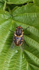 Scaptia jacksonii