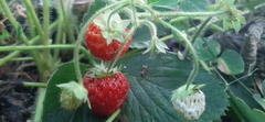 Fragaria