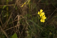 Oxalis pes-caprae