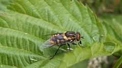 Scaptia jacksonii