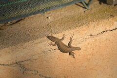 Podarcis liolepis