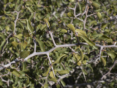 Pseudoziziphus parryi