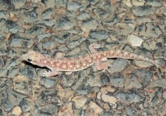 Rhynchoedura ormsbyi
