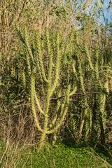 Austrocylindropuntia