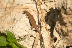 Podarcis liolepis