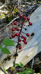 Actaea rubra rubra
