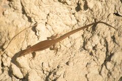 Podarcis liolepis