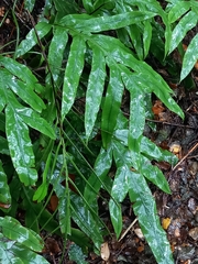 Blechnum colensoi