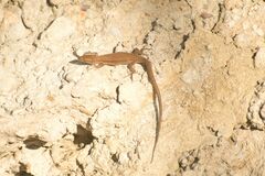 Podarcis liolepis