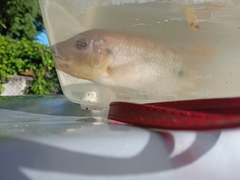 Oreochromis mossambicus