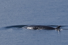 Balaenoptera bonaerensis