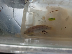 Oreochromis mossambicus