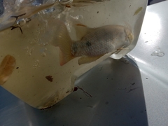 Oreochromis mossambicus