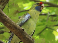 Platycercus elegans flaveolus
