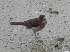 Turdus amaurochalinus