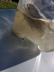 Oreochromis mossambicus