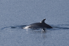 Balaenoptera bonaerensis