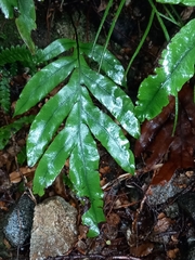 Blechnum colensoi