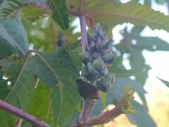 Ricinus communis