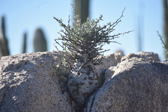 Fouquieria columnaris