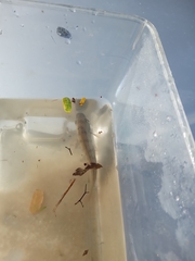 Oreochromis mossambicus