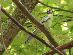 Platycercus elegans flaveolus