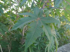 Ricinus communis