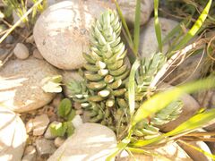 Petrosedum sediforme