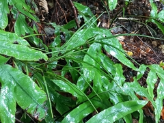 Blechnum colensoi