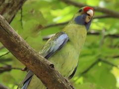 Platycercus elegans flaveolus