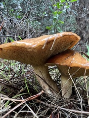 Suillus pungens