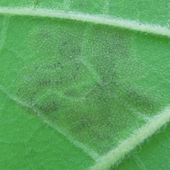 Amauromyza pleuralis