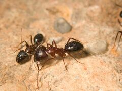 Camponotus sylvaticus