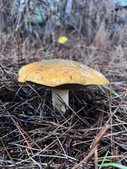 Suillus pungens