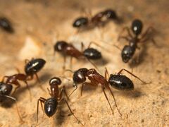 Camponotus sylvaticus