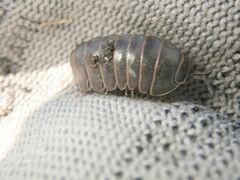 Armadillo officinalis